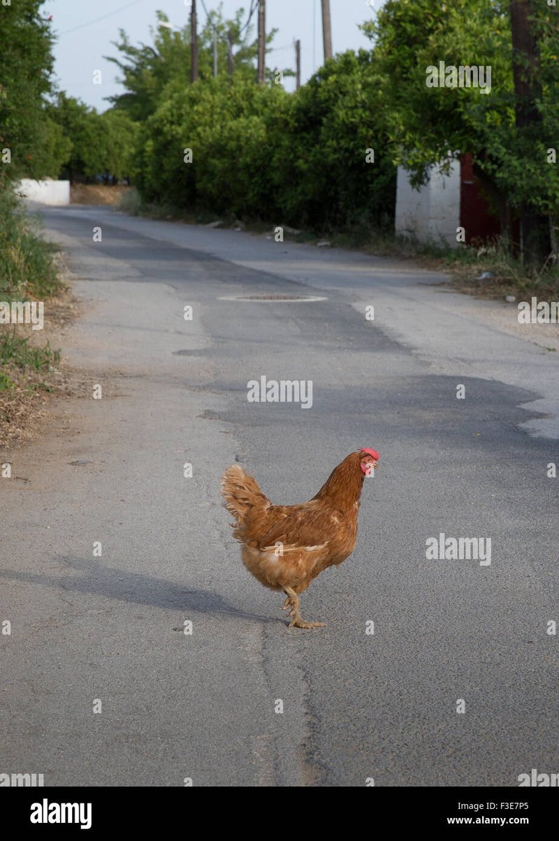 Image: Meer over Chicken Road: de populaire online gokspel met vele